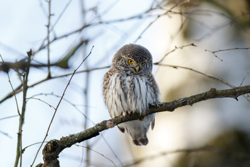 Pygmy Owl (Glaucidium passerinum)