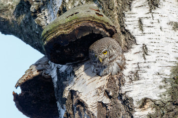 Pygmy Owl (Glaucidium passerinum)