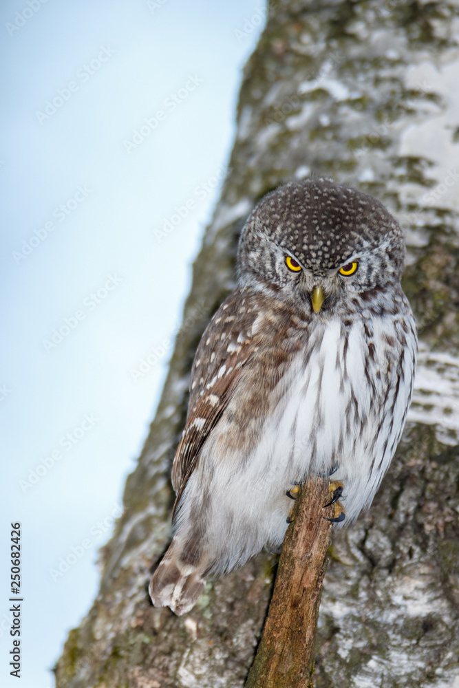 Wall mural pygmy owl (glaucidium passerinum)