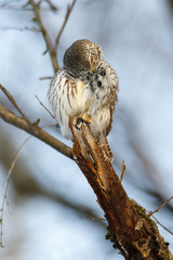 Pygmy Owl (Glaucidium passerinum)