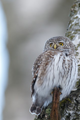 Pygmy Owl (Glaucidium passerinum)