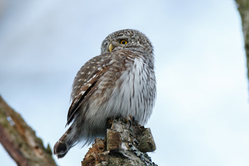 Pygmy Owl (Glaucidium passerinum)