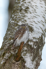 Pygmy Owl (Glaucidium passerinum)