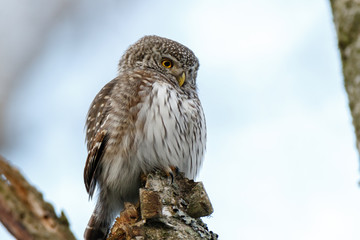Pygmy Owl (Glaucidium passerinum)