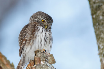 Pygmy Owl (Glaucidium passerinum)