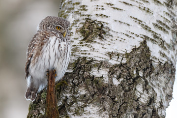 Pygmy Owl (Glaucidium passerinum)