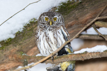 Pygmy Owl (Glaucidium passerinum)