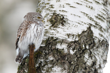Pygmy Owl (Glaucidium passerinum)