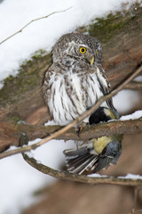 Pygmy Owl (Glaucidium passerinum)