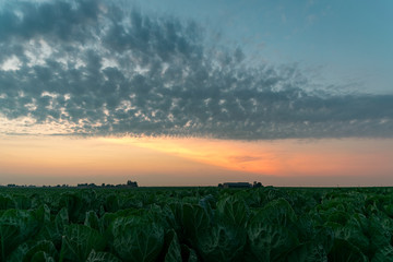 Colorful twilight sky with sharply defined altocumulus clouds over a cabbage field in Holland. Scenic view of the dutch landscape between the cities of Amsterdam and Rotterdam, Netherlands. - obrazy, fototapety, plakaty