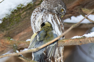 Pygmy Owl (Glaucidium passerinum)