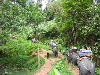 Naklejka na ściany i meble Elephant Safari in the picturesque Dao Pak Park in Thailand.