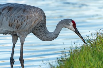 Sandhill Crane
