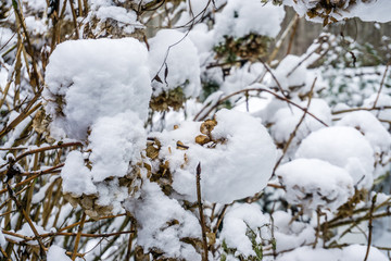 Snowballs On Hydrangea 2