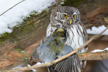 Pygmy Owl (Glaucidium passerinum)