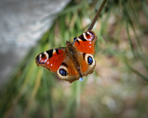 Beautiful insect - butterfly Aglais io, the European peacock, peacock butterfly, colourful butterfly