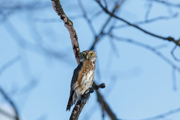 Pygmy Owl (Glaucidium passerinum)