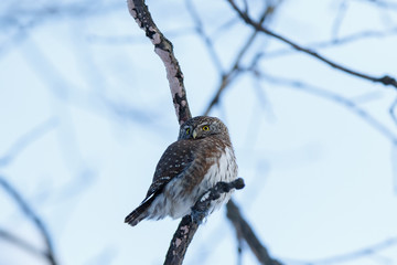 Pygmy Owl (Glaucidium passerinum)