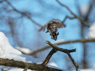 Pygmy Owl (Glaucidium passerinum)