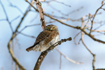 Pygmy Owl (Glaucidium passerinum)
