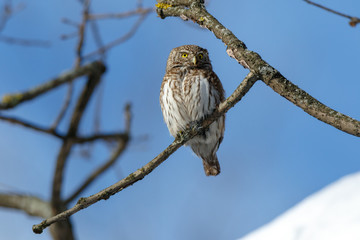 Pygmy Owl (Glaucidium passerinum)