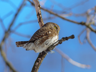 Pygmy Owl (Glaucidium passerinum)