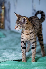 Savannah F1, spotted wild cat