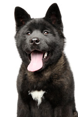 Portrait of happy American Akita dog