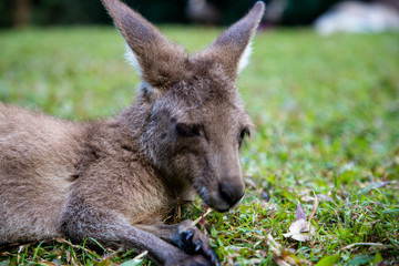 Australia zoo, Queensland