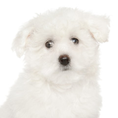 Bichon Frise puppy on white background