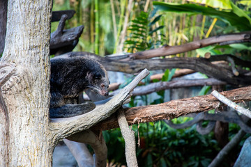 Australia zoo, Queensland