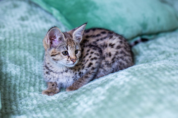 Savannah F1, spotted wild cat