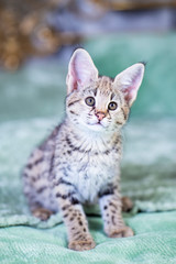 Savannah F1, spotted wild cat