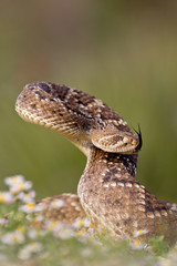 Rattlesnake