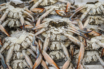 Fresh blue crab for sale at the modern fish market located in Dubai