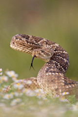 Rattlesnake