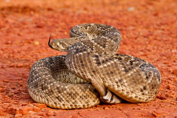 Rattlesnake