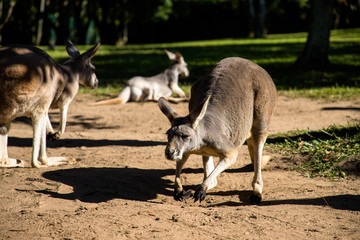 Australia zoo, Queensland