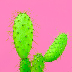 Cacti. Cactus design fashion colorful creative concept. Plants on pink