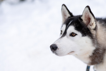 Husky malamute dog on snowy field in winter forest. Pedigree dog lying on the snow