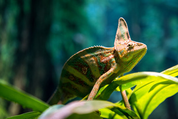 Australia zoo, Queensland © Ralph