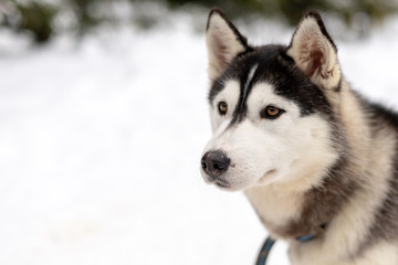 Husky malamute dog on snowy field in winter forest. Pedigree dog lying on the snow
