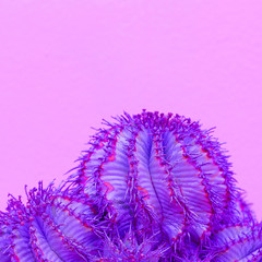 Purple Cacti. Cactus lover concept. Minimal art
