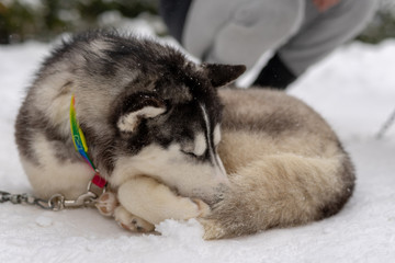 Husky malamute dog on snowy field in winter forest. Pedigree dog lying on the snow