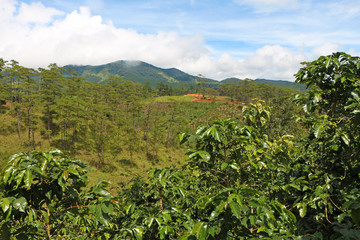 Fototapeta na wymiar view of a mountain valley with coffee trees in the foreground