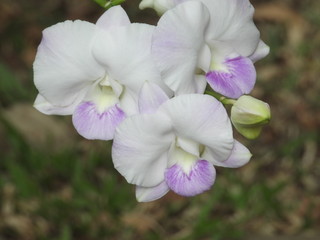 orchids are in the garden.