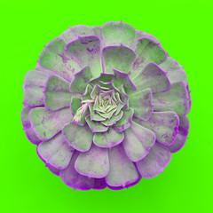 Obraz premium Cactus succulent on a green background. Flat lay minimal plant art