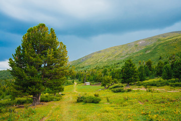 Fototapeta na wymiar Footpath near old cedar. Country house in highlands. Coniferous trees near huge mountain. Giant green mountains. Colorful scenic mountainous landscape. Picturesque scenery. Wonderful mountainscape.