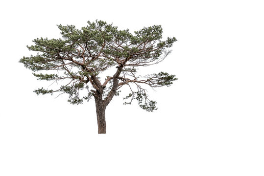 pinus pinea mediterranean stone pine isolated on white background