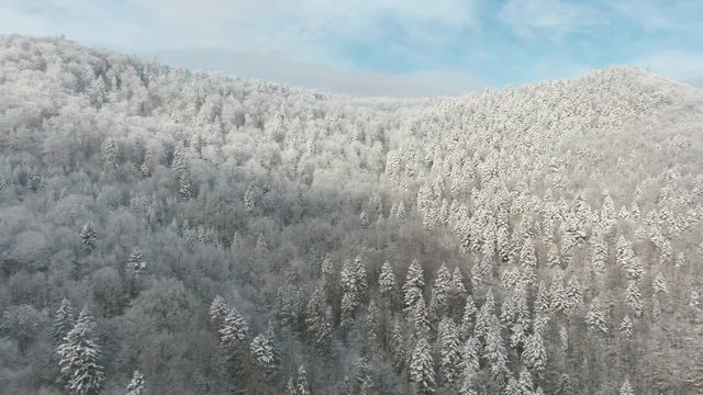 Frozen trees on mountain slope in motion
